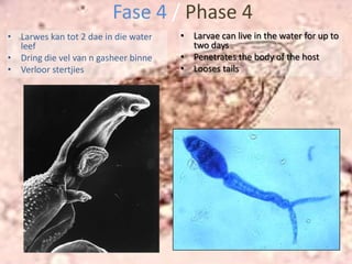 Oorsake en VerspreidingCauses and Transmission