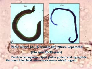 Naam van die parasiet is Schistosomasis