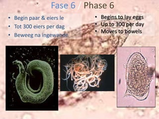 Belangrikste bron van infeksie is deur besoedelde waterCaused by a water borne parasite called SchistosomaLives in fresh water snailsMain source of contraction through contaminated water