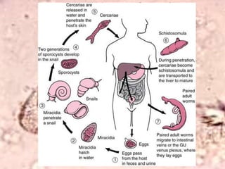 Veroorsaak deur / Caused byInfeksie wanneer vel in kontak met besmette varswater vir meer as 20 minInfection occurs when your skin comes in contact with contaminated freshwater for 20 min+