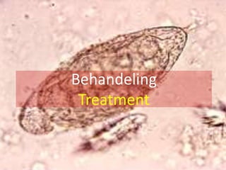 Eggs hatch in water turns into miracidiaFase 3 / Phase 3Miracidia penetrates snails