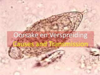 Severely infected: 20 million