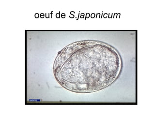 oeuf de S.japonicum
 