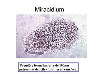 Miracidium




Première forme larvaire de 100µm
présentant des cils vibratiles à la surface
 