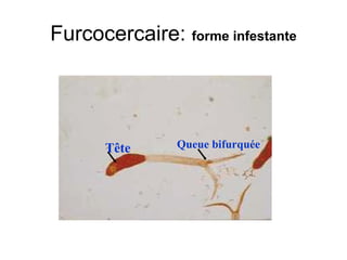 Furcocercaire: forme infestante




      Tête     Queue bifurquée
 