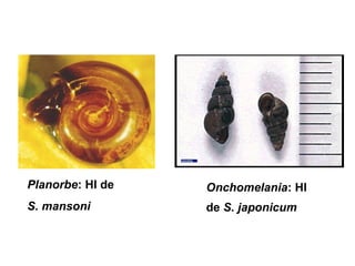 Planorbe: HI de   Onchomelania: HI
S. mansoni        de S. japonicum
 