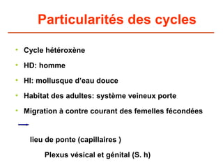 Particularités des cycles

• Cycle hétéroxène

• HD: homme

• HI: mollusque d’eau douce

• Habitat des adultes: système veineux porte

• Migration à contre courant des femelles fécondées


   lieu de ponte (capillaires )

       Plexus vésical et génital (S. h)
 