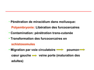 • Pénétration de miracidium dans mollusque:
 Polyembryonie: Libération des furcocercaires
• Contamination: pénétration trans-cutanée
• Transformation des furcocercaires en
 schistosomules
• Migration par voie circulatoire      poumon
 cœur gauche         veine porte (maturation des
 adultes)
 
