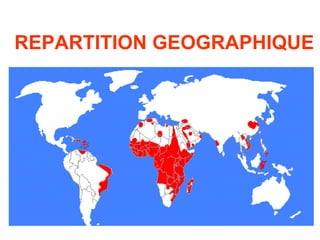REPARTITION GEOGRAPHIQUE
 