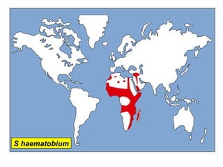 S haematobium
 