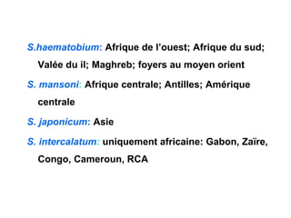S.haematobium: Afrique de l’ouest; Afrique du sud;
  Valée du il; Maghreb; foyers au moyen orient

S. mansoni: Afrique centrale; Antilles; Amérique
  centrale

S. japonicum: Asie

S. intercalatum: uniquement africaine: Gabon, Zaïre,
  Congo, Cameroun, RCA
 