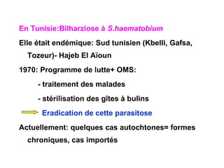 En Tunisie:Bilharziose à S.haematobium
Elle était endémique: Sud tunisien (Kbelli, Gafsa,
  Tozeur)- Hajeb El Aïoun
1970: Programme de lutte+ OMS:
     - traitement des malades
     - stérilisation des gîtes à bulins
      Eradication de cette parasitose
Actuellement: quelques cas autochtones= formes
  chroniques, cas importés
 