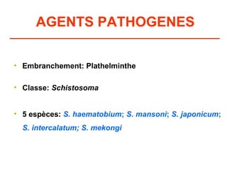 AGENTS PATHOGENES

• Embranchement: Plathelminthe

• Classe: Schistosoma


• 5 espèces: S. haematobium; S. mansoni; S. japonicum;
  S. intercalatum; S. mekongi
 