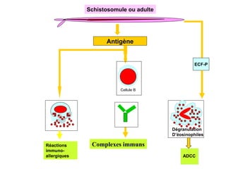Schistosomule ou adulte
parasite


                               Antigène


                                                                      ECF-P



                                                           ESP
                                    Cellule B Cellules T




                                                             Dégranulation
                                                             D’éosinophiles

           Réactions      Complexes immuns
           immuno-
           allergiques                                           ADCC
 