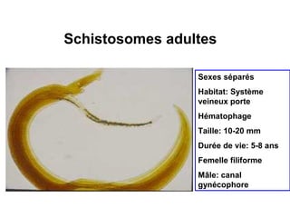 Schistosomes adultes

                 Sexes séparés
                 Habitat: Système
                 veineux porte
                 Hématophage
                 Taille: 10-20 mm
                 Durée de vie: 5-8 ans
                 Femelle filiforme
                 Mâle: canal
                 gynécophore
 