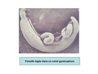 Femelle logée dans un canal gynécophore
 