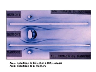 Arc 4: spécifique de l’infection à Schistosoma
Arc 8: spécifique de S. mansoni
 