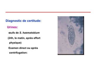 Diagnostic de certitude:

Urines:
 œufs de S. haematobium

 (24h, le matin, après effort
  physique)

 Examen direct ou après
  centrifugation:
 