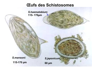 Œufs des Schistosomes
             S.haematobium:
             115- 170µm




S.mansoni:              S.japonicum
115-170 µm              60 µm
 