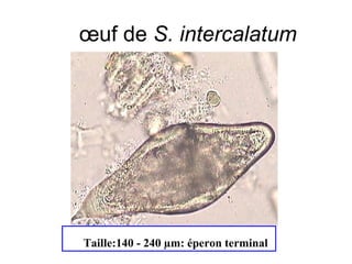 œuf de S. intercalatum




Taille:140 - 240 µm: éperon terminal
 