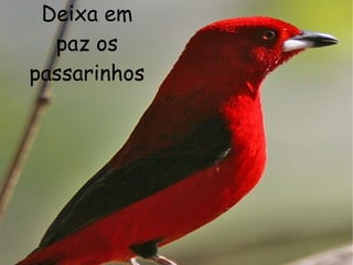 Deixa em paz os passarinhos 