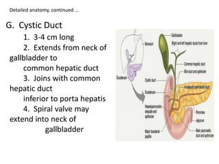 Detailed anatomy, continued …
G. Cystic Duct
1. 3-4 cm long
2. Extends from neck of
gallbladder to
common hepatic duct
3. Joins with common
hepatic duct
inferior to porta hepatis
4. Spiral valve may
extend into neck of
gallbladder
 