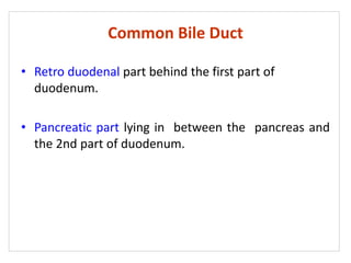 Common Bile Duct
• Retro duodenal part behind the first part of
duodenum.
• Pancreatic part lying in between the pancreas and
the 2nd part of duodenum.
 