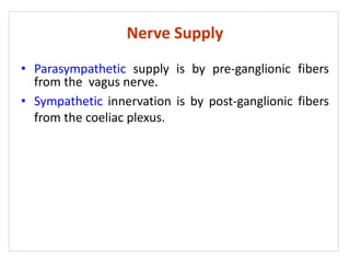 Nerve Supply
• Parasympathetic supply is by pre-ganglionic fibers
from the vagus nerve.
• Sympathetic innervation is by post-ganglionic fibers
from the coeliac plexus.
 