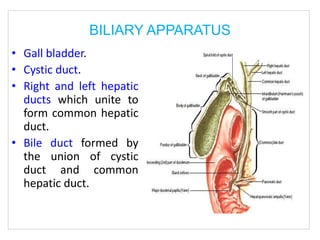 BILIARY APPARATUS
• Gall bladder.
• Cystic duct.
• Right and left hepatic
ducts which unite to
form common hepatic
duct.
• Bile duct formed by
the union of cystic
duct and common
hepatic duct.
 