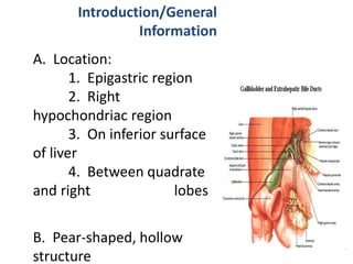 Introduction/General
Information
A. Location:
1. Epigastric region
2. Right
hypochondriac region
3. On inferior surface
of liver
4. Between quadrate
and right lobes
B. Pear-shaped, hollow
structure
 