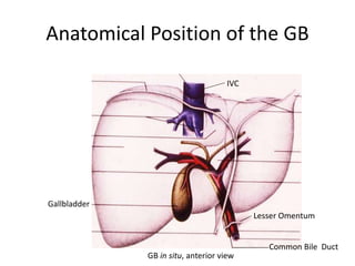 Anatomical Position of the GB
Gallbladder
IVC
Lesser Omentum
Common Bile Duct
GB in situ, anterior view
 