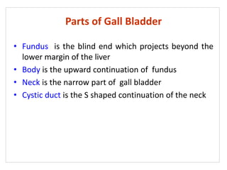 Parts of Gall Bladder
• Fundus is the blind end which projects beyond the
lower margin of the liver
• Body is the upward continuation of fundus
• Neck is the narrow part of gall bladder
• Cystic duct is the S shaped continuation of the neck
 