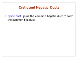 Cystic and Hepatic Ducts
• Cystic duct joins the common hepatic duct to form
the common bile duct.
 