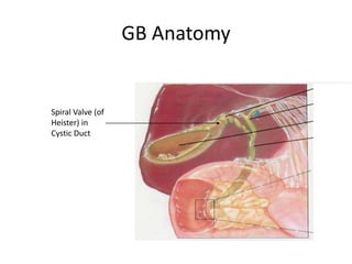 GB Anatomy
Spiral Valve (of
Heister) in
Cystic Duct
 