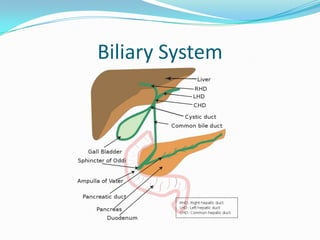 Biliary System