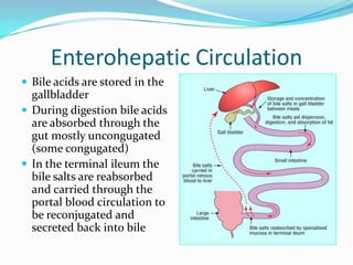 Enterohepatic CirculationBile acids are stored in the gallbladderDuring digestion bile acids are absorbed through the gut mostly uncongugated (some congugated)In the terminal ileum the bile salts are reabsorbed and carried through the portal blood circulation to be reconjugated and secreted back into bile