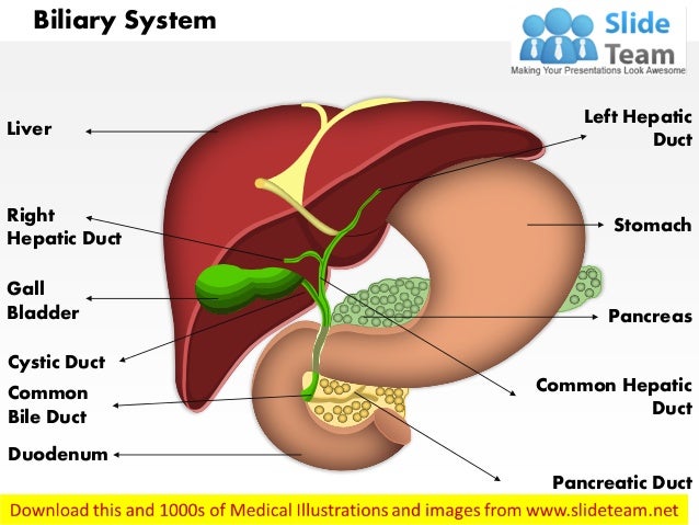 Biliary Tract Bile Duct