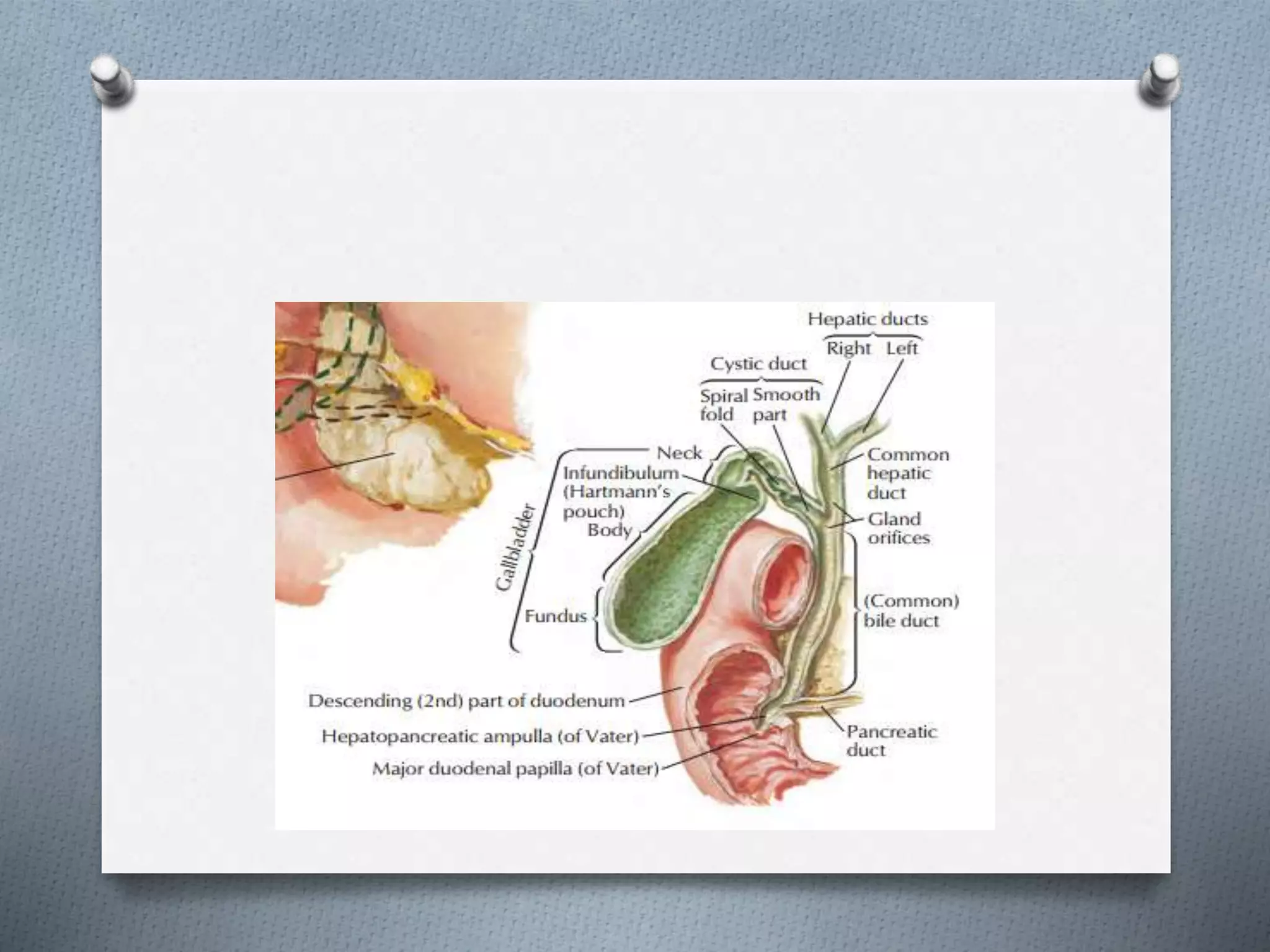 Surgical anatomy of biliary tree | PPTX