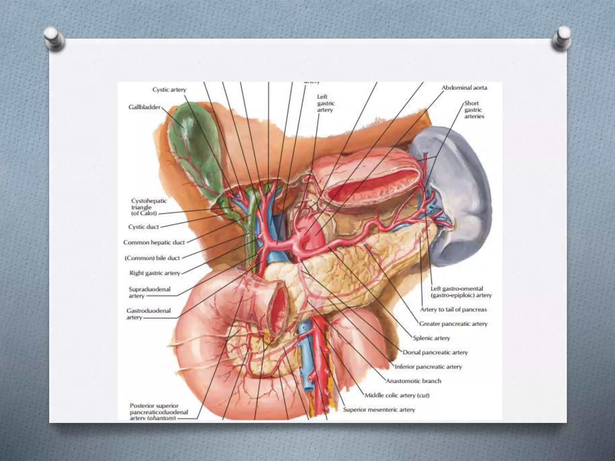 Surgical anatomy of biliary tree | PPTX