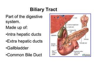 Biliary Tract
Part of the digestive
system.
Made up of:
•Intra hepatic ducts
•Extra hepatic ducts
•Gallbladder
•Common Bile Duct
 