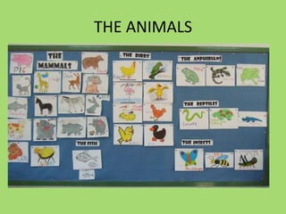 THE ANIMALS
 