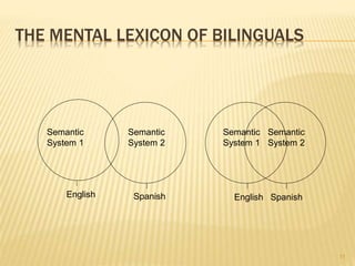THE MENTAL LEXICON OF BILINGUALS
11
Semantic
System 1
English Spanish
Semantic
System 2
English Spanish
Semantic
System 2
Semantic
System 1
 