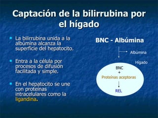 Captación de la bilirrubina por el hígado La bilirrubina unida a la albúmina alcanza la superficie del hepatocito. Entra a la célula por procesos de difusión facilitada y simple. En el hepatocito se une con proteínas intracelulares como la  ligandina . BNC - Albúmina Hígado BNC Albúmina + Proteínas aceptoras REL 