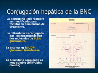 Conjugación hepática de la BNC La bilirrubina libre requiere ser modificada para facilitar su eliminación del organismo. La bilirrubina es conjugada por  los hepatocitos con dos moléculas de  ácido glucurónico. La enzima  es  la UDP-glucuronil transferasa . La bilirrubina conjugada es muy soluble (bilirrubina directa) 