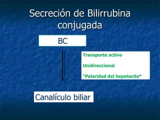 Secreción de Bilirrubina conjugada BC  Canalículo biliar Transporte activo Unidireccional “ Polaridad del hepatocito ” 
