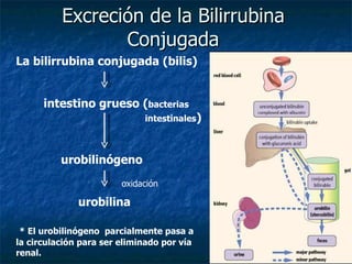 Excreción de la Bilirrubina Conjugada La bilirrubina conjugada (bilis) intestino grueso ( bacterias  intestinales ) urobilinógeno urobilina * El urobilinógeno  parcialmente pasa a la circulación para ser eliminado por vía renal. oxidación 