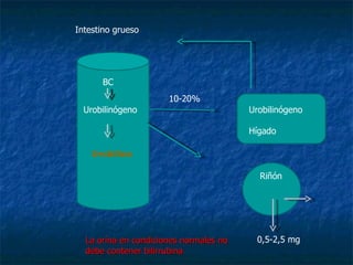 Intestino grueso Urobilinógeno BC Urobilina 10-20% Urobilinógeno Hígado Riñón La orina en condiciones normales no debe contener bilirrubina 0,5-2,5 mg 