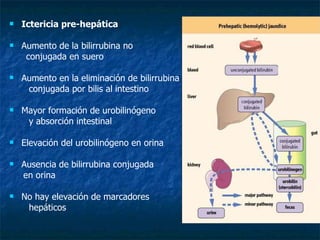 Ictericia pre-hepática Aumento de la bilirrubina no conjugada en suero Aumento en la eliminación de bilirrubina conjugada por bilis al intestino Mayor formación de urobilinógeno y absorción intestinal Elevación del urobilinógeno en orina Ausencia de bilirrubina conjugada en orina No hay elevación de marcadores hepáticos 