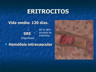 ERITROCITOS Vida media: 120 días. SRE Hemólisis intravascular 85 % HEM proviene de eritrocitos (Fagocitosis) 