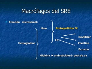 Macrófagos del SRE Fracción  microsomal: Hem  Protoporfirina IX Reutilizar Fe ++   Hemoglobina  Ferritina Excretar Globina    aminoácidos   pool de aa 